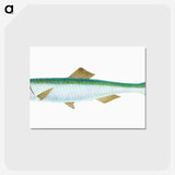 1-21_The-Natural-History-of-British-Fishes_postcard