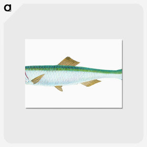 1-21_The-Natural-History-of-British-Fishes_postcard