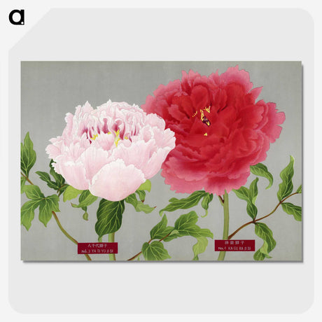 1-21_The-Picture-Book-of-Peonies_picture-crop
