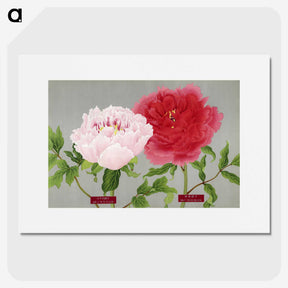 1-21_The-Picture-Book-of-Peonies_picture