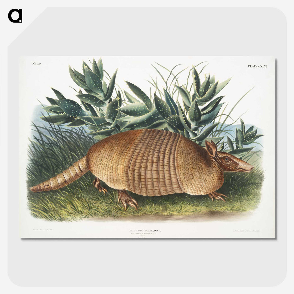 1-21_The-Viviparous-Quadrupeds_picture-crop