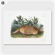 1-21_The-Viviparous-Quadrupeds_picture