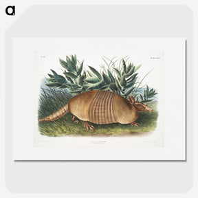 1-21_The-Viviparous-Quadrupeds_picture