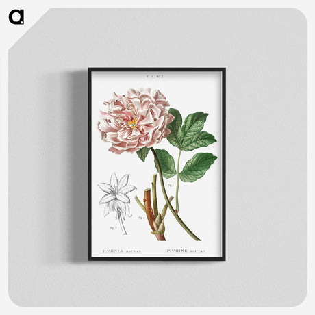 1-21_Treatise-on-Trees-and-Shrubs_blk-crop