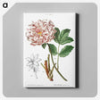 1-21_Treatise-on-Trees-and-Shrubs_canvas