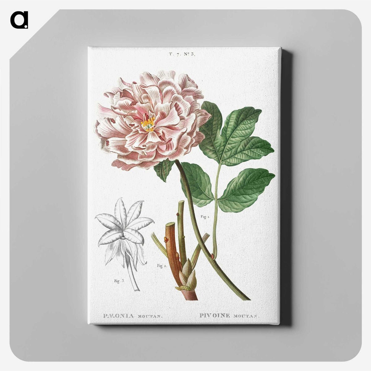 1-21_Treatise-on-Trees-and-Shrubs_canvas