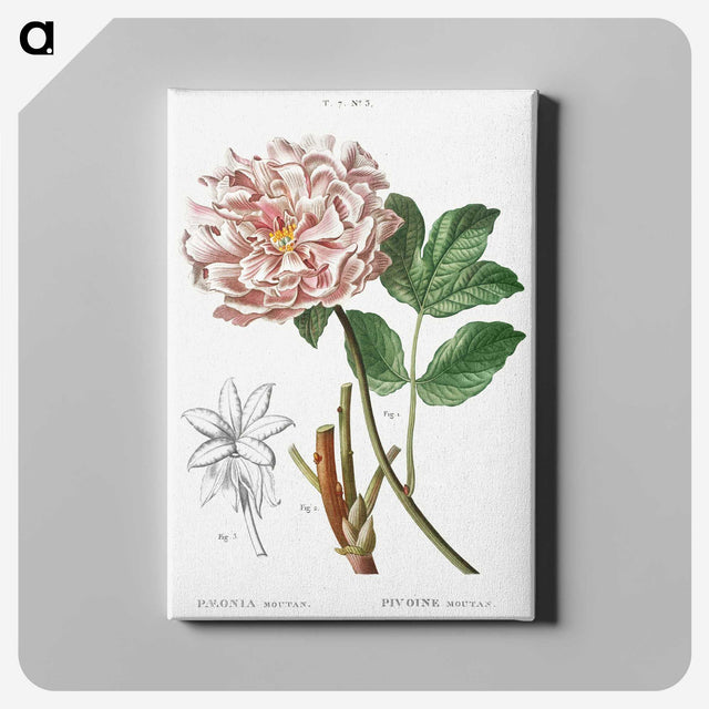 1-21_Treatise-on-Trees-and-Shrubs_canvas