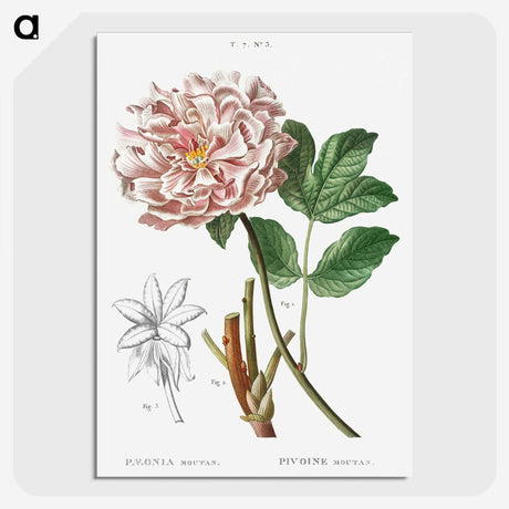 1-21_Treatise-on-Trees-and-Shrubs_picture-crop