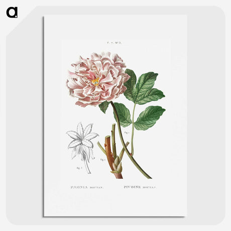 1-21_Treatise-on-Trees-and-Shrubs_picture