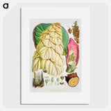 Noble rhubarb - ウォルター フッド フィッチ Poster.