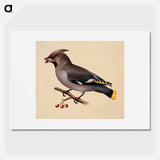 Bohemian waxwing - ヴィルヘルム フォン ライト Poster.