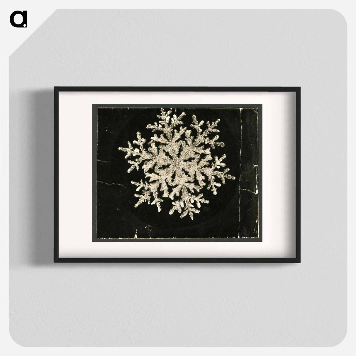 Wilson Bentley Photomicrograph of Fernlike Stellar Snowflake No. 1095 - ウィルソン ベントレー Poster.