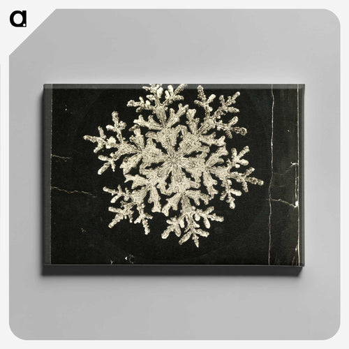 Wilson Bentley Photomicrograph of Fernlike Stellar Snowflake No. 1095 - ウィルソン ベントレー Canvas.