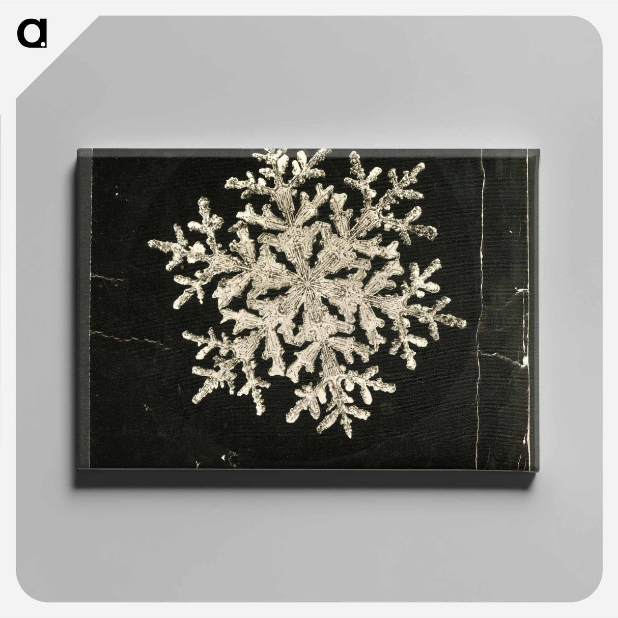 Wilson Bentley Photomicrograph of Fernlike Stellar Snowflake No. 1095 - Wilson Bentley Canvas.