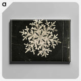 Wilson Bentley Photomicrograph of Fernlike Stellar Snowflake No. 1095 - ウィルソン ベントレー Canvas.