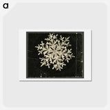 アートポストカード-Wilson Bentley Photomicrograph of Fernlike Stellar Snowflake No. 1095 - ウィルソン ベントレー Postcard.