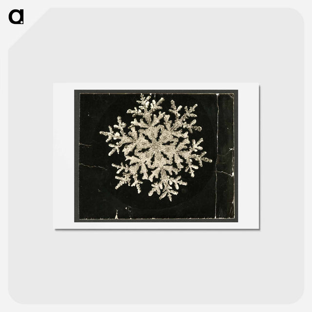 アートポストカード-Wilson Bentley Photomicrograph of Fernlike Stellar Snowflake No. 1095 - ウィルソン ベントレー Postcard.