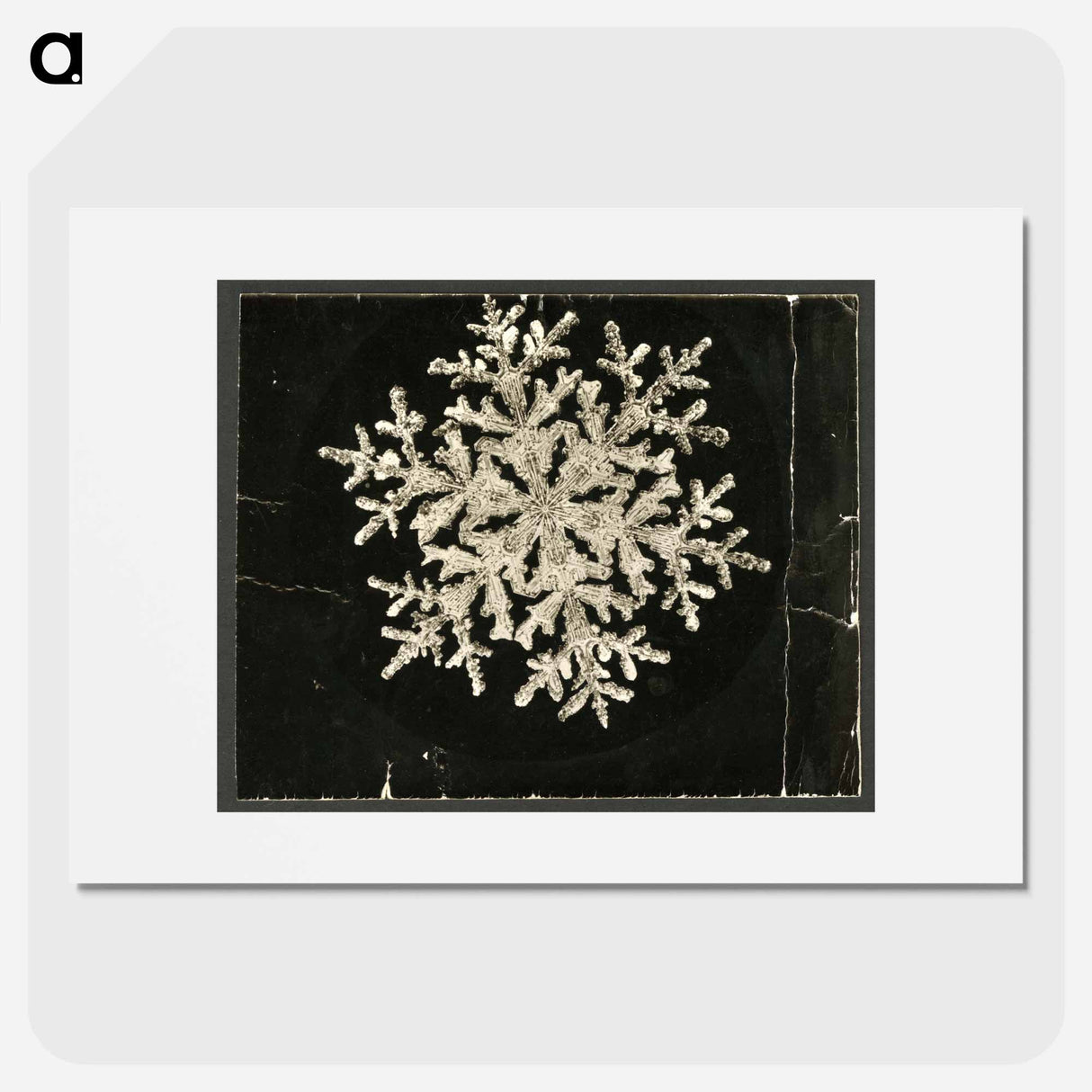 Wilson Bentley Photomicrograph of Fernlike Stellar Snowflake No. 1095 - ウィルソン ベントレー Poster.