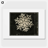 Wilson Bentley Photomicrograph of Fernlike Stellar Snowflake No. 1095 - ウィルソン ベントレー Poster.