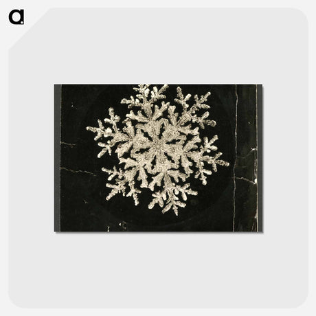 アートポストカード-Wilson Bentley Photomicrograph of Fernlike Stellar Snowflake No. 1095 - ウィルソン ベントレー Postcard.