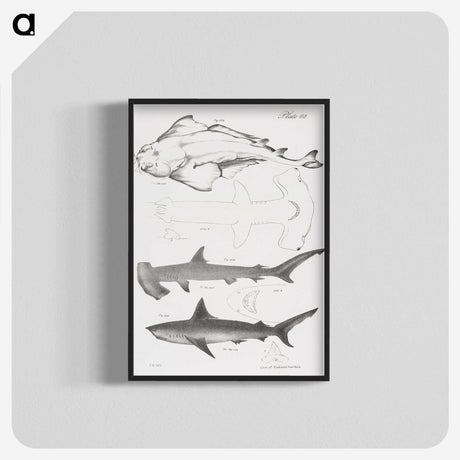 1-21_Zoology-of-New-York_blk-crop