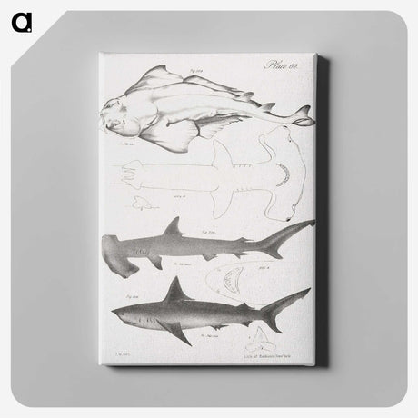 1-21_Zoology-of-New-York_canvas