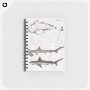 アートメモ帳-The American Angel-fish (Squatina dumerili) - ニューヨークの動物学 Memo.