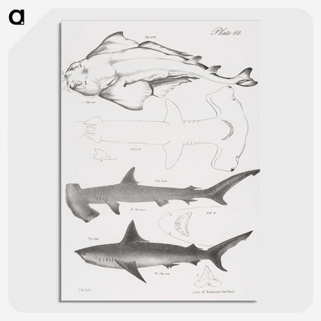 1-21_Zoology-of-New-York_picture-crop