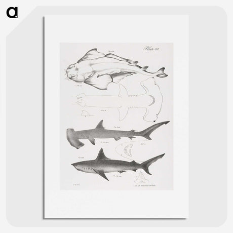1-21_Zoology-of-New-York_picture