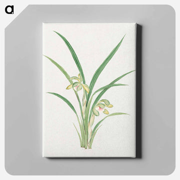 Mirau – March - 19世紀の日本の花 Canvas.