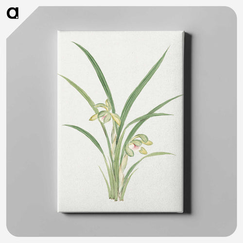 Mirau – March - 19世紀の日本の花 Canvas.
