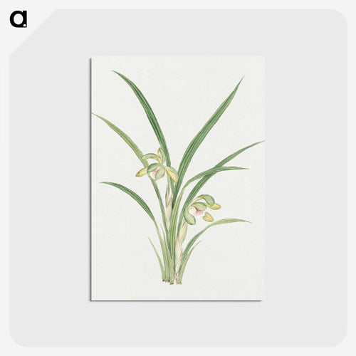 Mirau – March - 19世紀の日本の花 Postcard.