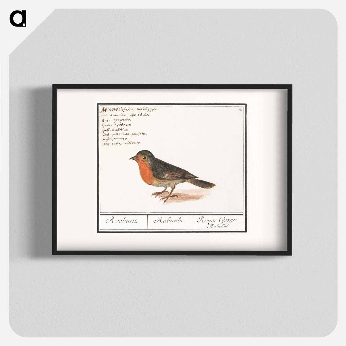 Robin - アンセルムス ボエティウス デ ブート Poster.