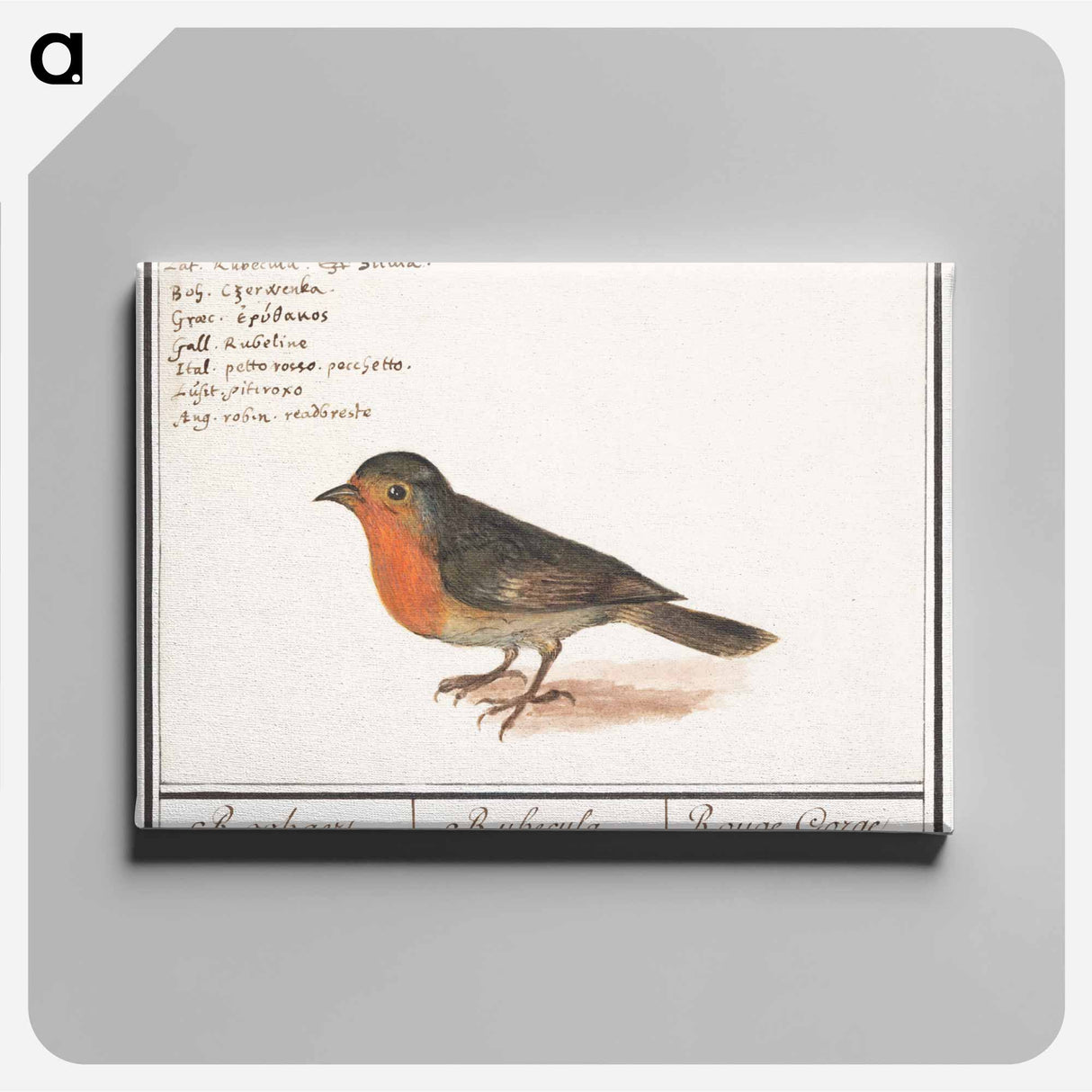 Robin - アンセルムス ボエティウス デ ブート Canvas.
