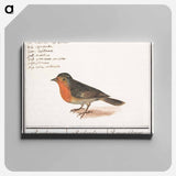 Robin - アンセルムス ボエティウス デ ブート Canvas.