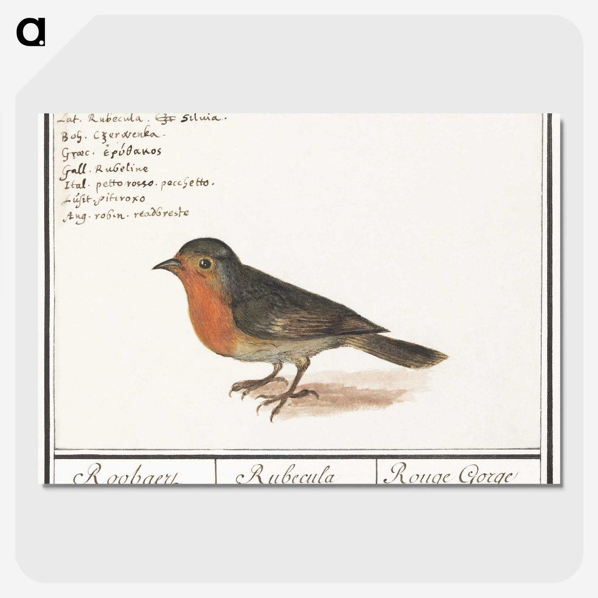 1-22_Anselmus-Boetius-de-Boodt_picture-crop