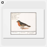 Robin - アンセルムス ボエティウス デ ブート Poster.