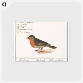 アートポストカード-Robin - アンセルムス ボエティウス デ ブート Postcard.