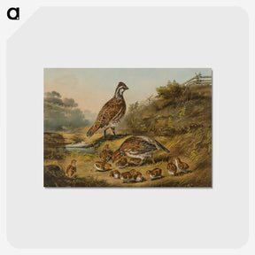 1-22_Arthur-Fitzwilliam-Tait_postcard