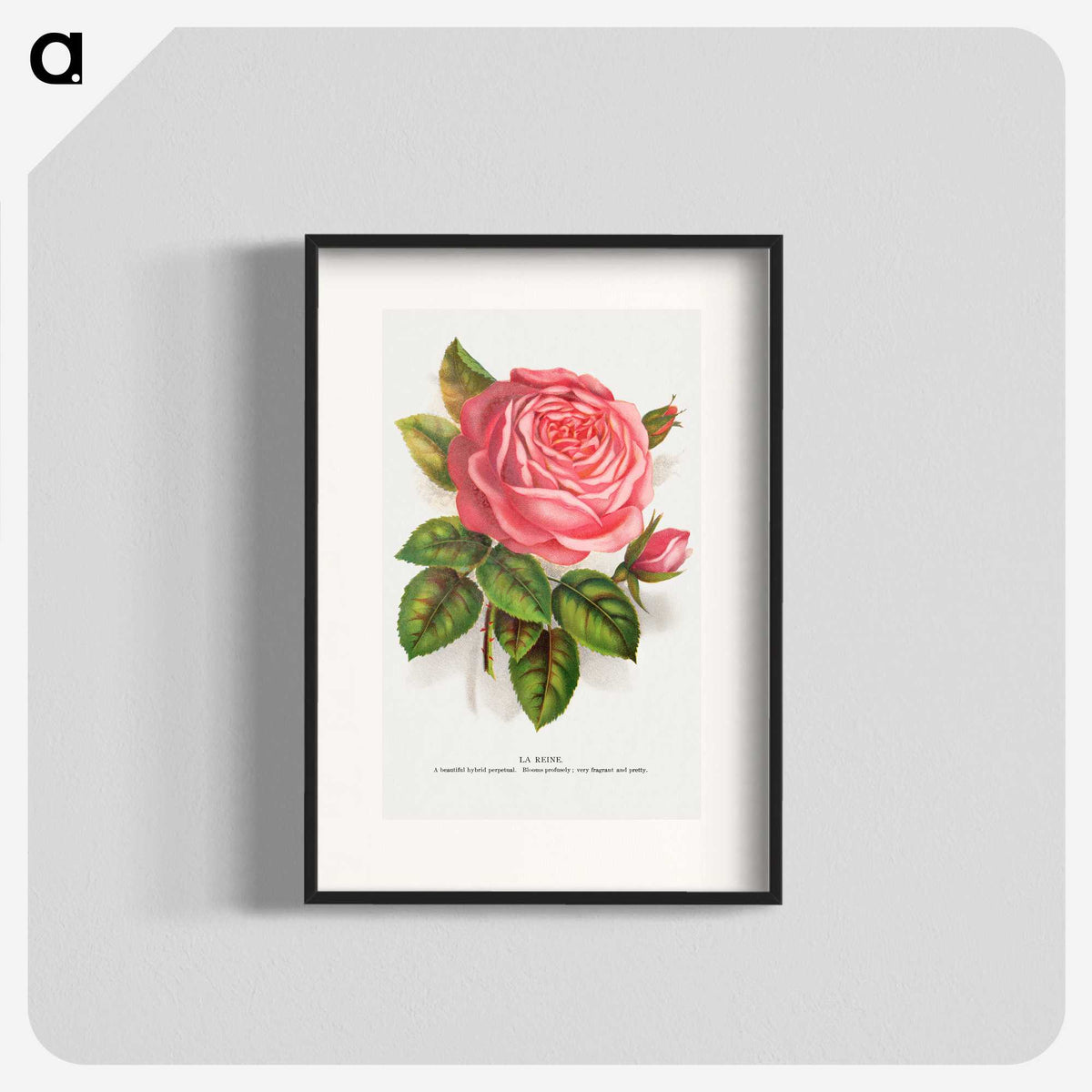 1-22_Botanical-Specimen-Plates_blk