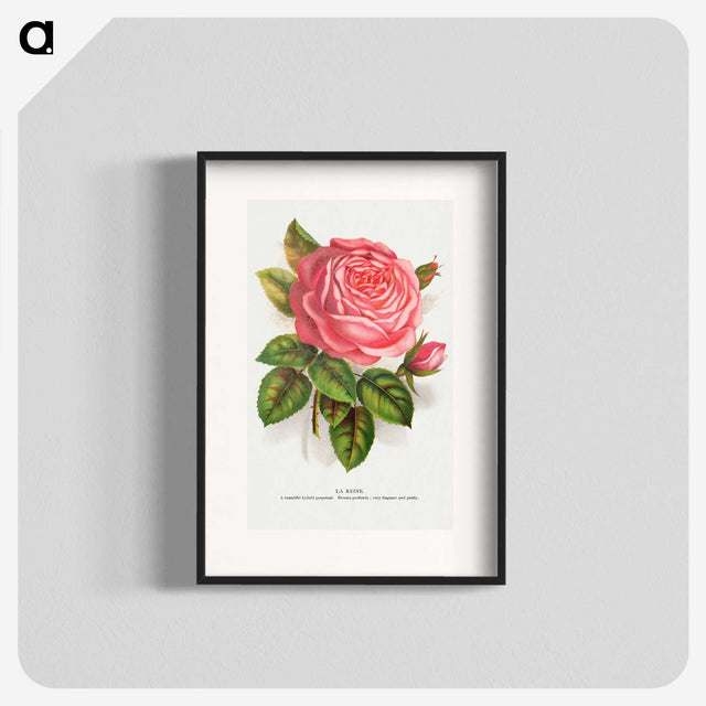 1-22_Botanical-Specimen-Plates_blk