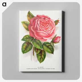 1-22_Botanical-Specimen-Plates_canvas