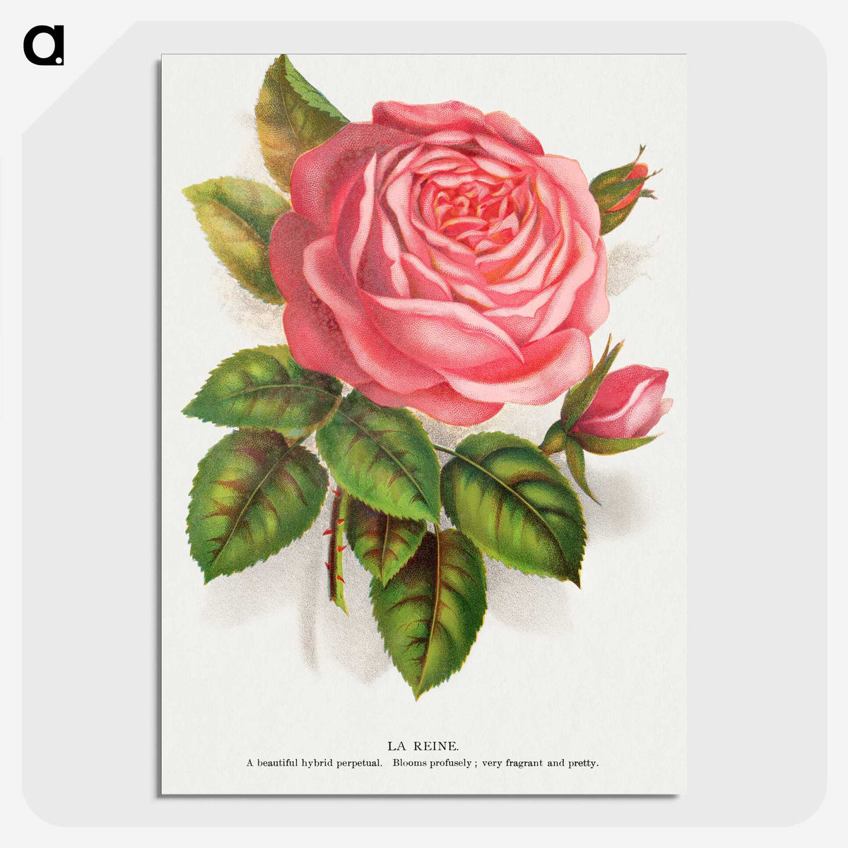 1-22_Botanical-Specimen-Plates_picture-crop