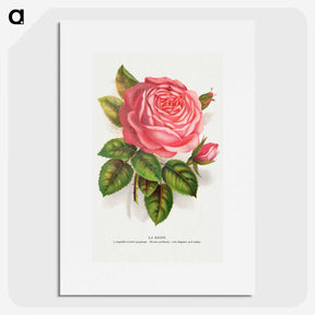 1-22_Botanical-Specimen-Plates_picture