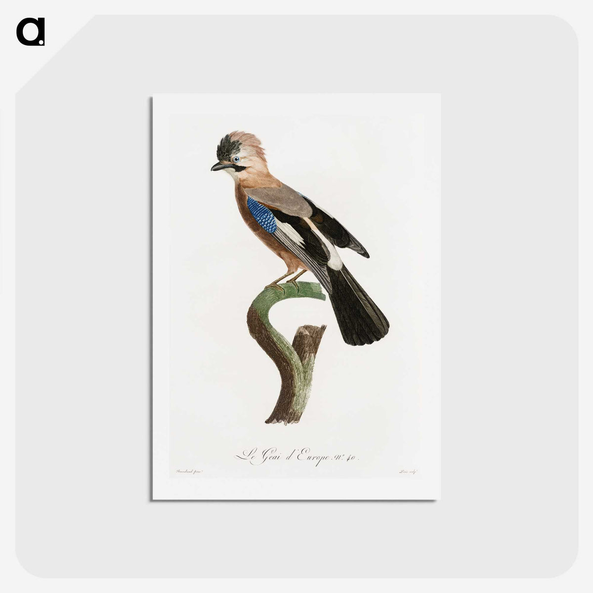 1-22_Des-Oiseaux-de-Paradis_hagaki
