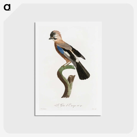 1-22_Des-Oiseaux-de-Paradis_hagaki