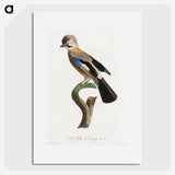 1-22_Des-Oiseaux-de-Paradis_picture