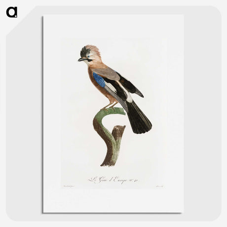 1-22_Des-Oiseaux-de-Paradis_picture