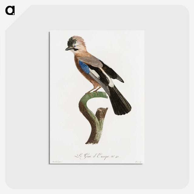 1-22_Des-Oiseaux-de-Paradis_postcard