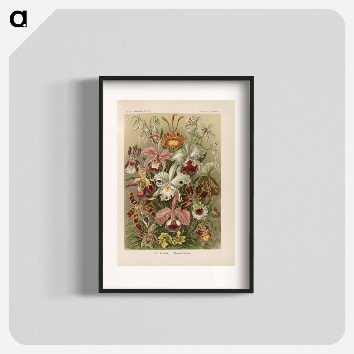 Flowers illustration from Kunstformen der Natur - エルンスト ヘッケル Poster.